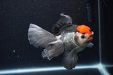 Thai Oranda  Tricolor 5.5 Inch (ID#1119To6c-118)