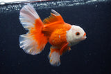 Thai Oranda  Red White 5.5 Inch (ID#0110T2b-73) Free2Day SHIPPING