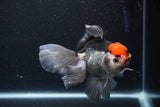 Thai Oranda  Tricolor 5.5 Inch (ID#1119To6c-118)