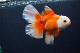 Thai Oranda  Red White 5.5 Inch (ID#0110T2b-73) Free2Day SHIPPING