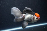 Thai Oranda  Tricolor 5.5 Inch (ID#1119To6c-118)