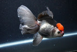 Thai Oranda  Tricolor 5.5 Inch (ID#1119To6c-118)