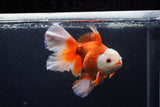 Thai Oranda  Red White 5.5 Inch (ID#0110T2b-73) Free2Day SHIPPING