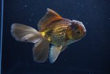 Thai Oranda  Bronze 5.5 Inch (ID#1025To12c-7) Free2Day SHIPPING