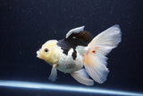 Thai Oranda  Panda 5.5 Inch (ID#1119To6c-119)