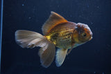 Thai Oranda  Bronze 5.5 Inch (ID#1025To12c-7) Free2Day SHIPPING