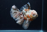 Thai Oranda  Calico 6 Inch (ID#0110T2b-74) Free2Day SHIPPING