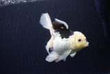 Thai Oranda  Panda 5.5 Inch (ID#1119To6c-119)