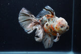 Thai Oranda  Calico 6 Inch (ID#0110T2b-74) Free2Day SHIPPING