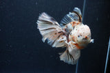 Thai Oranda  Calico 6 Inch (ID#0110T2b-74) Free2Day SHIPPING