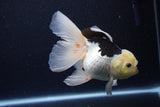 Thai Oranda  Panda 5.5 Inch (ID#1119To6c-119)