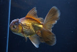 Thai Oranda  Bronze 5.5 Inch (ID#1025To12c-7) Free2Day SHIPPING