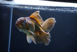 Thai Oranda  Bronze 5.5 Inch (ID#1025To12c-7) Free2Day SHIPPING