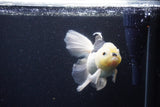 Thai Oranda  Panda 5.5 Inch (ID#1119To6c-119)