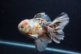 Thai Oranda  Calico 6 Inch (ID#0110T2b-74) Free2Day SHIPPING