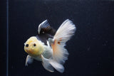 Thai Oranda  Panda 5.5 Inch (ID#1119To6c-119)