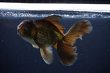 Thai Oranda  Bronze 5.5 Inch (ID#1025To12c-7) Free2Day SHIPPING