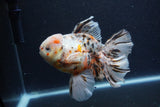 Thai Oranda  Calico 6 Inch (ID#0110T2b-74) Free2Day SHIPPING