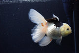 Thai Oranda  Panda 5.5 Inch (ID#1119To6c-119)