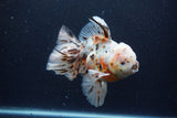 Thai Oranda  Calico 6 Inch (ID#0110T2b-74) Free2Day SHIPPING