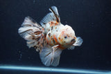 Thai Oranda  Calico 6 Inch (ID#0110T2b-74) Free2Day SHIPPING