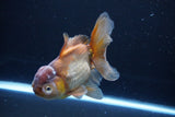 Thai Oranda  Bronze 5 Inch (ID#1025To12c-8) Free2Day SHIPPING