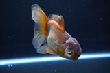 Thai Oranda  Bronze 5 Inch (ID#1025To12c-8) Free2Day SHIPPING