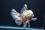 Thai Oranda  Calico 6 Inch (ID#0110T2b-74) Free2Day SHIPPING