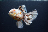 Thai Oranda  Calico 6 Inch (ID#0110T2b-74) Free2Day SHIPPING