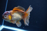 Thai Oranda  Bronze 5 Inch (ID#1025To12c-8) Free2Day SHIPPING