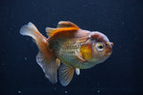 Thai Oranda  Bronze 5 Inch (ID#1025To12c-8) Free2Day SHIPPING