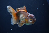 Thai Oranda  Bronze 5 Inch (ID#1025To12c-8) Free2Day SHIPPING