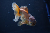 Thai Oranda  Bronze 5 Inch (ID#1025To12c-8) Free2Day SHIPPING