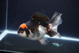 Thai Oranda  Tricolor 5.5 Inch (ID#1115To6c-112)