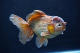 Thai Oranda  Bronze 5 Inch (ID#1025To12c-8) Free2Day SHIPPING