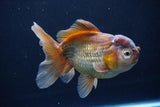 Thai Oranda  Bronze 5 Inch (ID#1025To12c-8) Free2Day SHIPPING