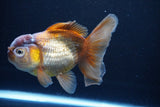 Thai Oranda  Bronze 5 Inch (ID#1025To12c-8) Free2Day SHIPPING