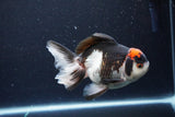 Thai Oranda  Tricolor 5.5 Inch (ID#1115To6c-112)