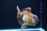 Thai Oranda  Bronze 5 Inch (ID#1025To12c-8) Free2Day SHIPPING