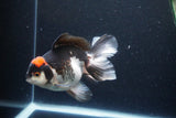 Thai Oranda  Tricolor 5.5 Inch (ID#1115To6c-112)