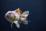 Thai Oranda  Bronze 5 Inch (ID#1025To12c-8) Free2Day SHIPPING