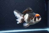 Thai Oranda  Tricolor 5.5 Inch (ID#1115To6c-112)