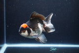 Thai Oranda  Tricolor 5.5 Inch (ID#1115To6c-112)