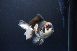 Thai Oranda  Tricolor 5.5 Inch (ID#1115To6c-112)