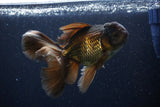 Thai Oranda  Bronze 5 Inch (ID#1025To12c-9) Free2Day SHIPPING