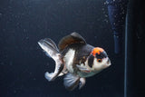 Thai Oranda  Tricolor 5.5 Inch (ID#1115To6c-112)