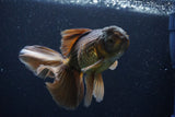 Thai Oranda  Bronze 5 Inch (ID#1025To12c-9) Free2Day SHIPPING