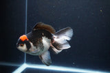 Thai Oranda  Tricolor 5.5 Inch (ID#1115To6c-112)