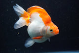 Ryukin  Calico 4.5 Inch (ID#913Ry7a-3) Free2Day SHIPPING