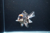 Thai Oranda  Tricolor 5.5 Inch (ID#1115To6c-112)